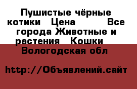 Пушистые чёрные котики › Цена ­ 100 - Все города Животные и растения » Кошки   . Вологодская обл.